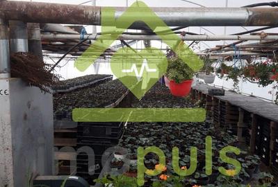 ? Teren intravilan in Jupani (Timis), 10,19 Euro/mp.? - 3