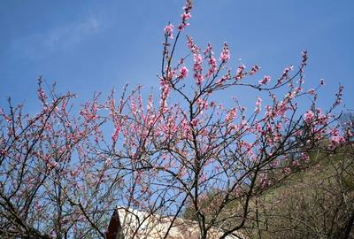 Teren extravilan de 4450 mp, în Aurel Vlaicu - 11