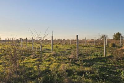 Veterani ! 1000 mp , 2 loturi - 2