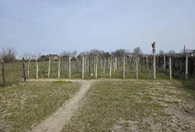 Casă cu 3 camere cu Teren 3600 Mp în Celaru - 5