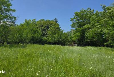 Teren de 6352 mp, în Păcureți - 5