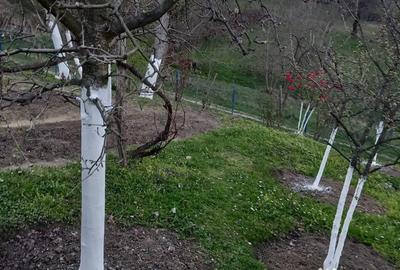 Teren de 10000 mp, în Tomșani - 4