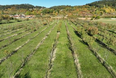 Teren intravilan de 14527 mp, în Aușeu - 7