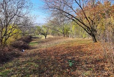 Spațiu comercial, în Valea Lupului - 1