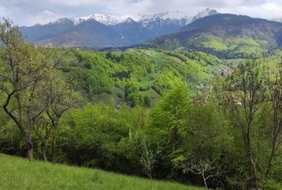 Teren de 9862 mp, în Șimon - 3