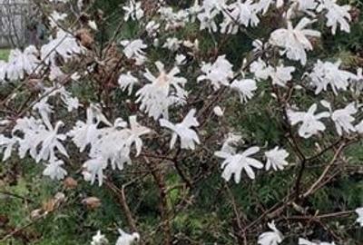 Casa cu gradina, piscina  si alte facilitati, Tarlungeni, Brasov Casa cu gradina, piscina  si alte facilitati, Tarlungeni, Brasov - 8