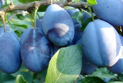 Teren de 5000 mp, în Movilița - 2