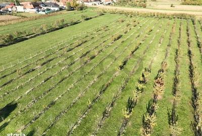 Spațiu comercial, în Aușeu - 10