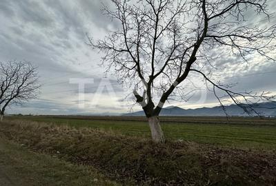 Teren extravilan de 4991 mp la strada principala in Sura Mare - 3