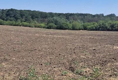 Teren de 5000 mp, în Bujoreni - 2