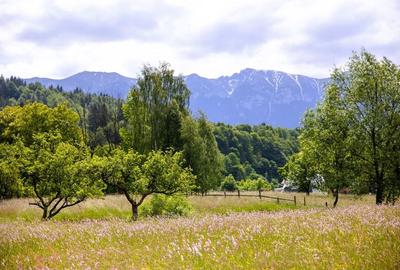 Teren intravilan - 1.050 mp în Bran cu utilitati - priveliște Bucegi - 5