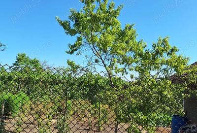 Casă cu 6 camere în Pădina - 2