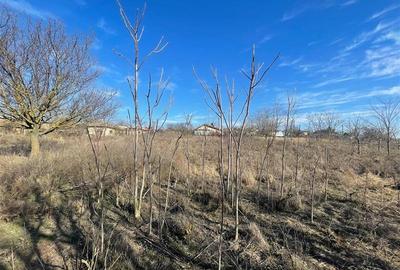 Casă individuală cu 2 camere cu Teren 2900 Mp în Malcoci - 6