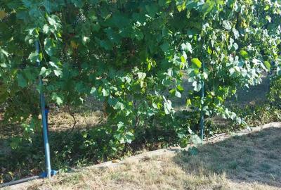 Casa in Petresti(Dambovita) de vanzare 72 000 euro - 6