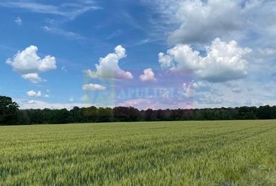 Teren agricol extravilan de 94000 mp, în Albota - 9
