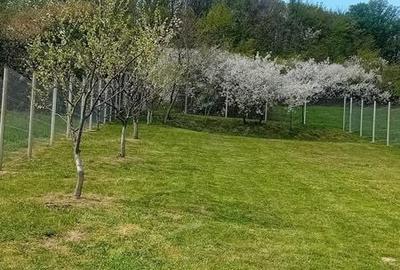 Teren de 1100 mp, în Dobrești