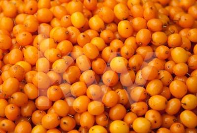 Oportunitate unica de investitie – Padure, catina si visuri verzi - 3