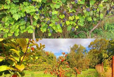 Vand casa la alb. - 10