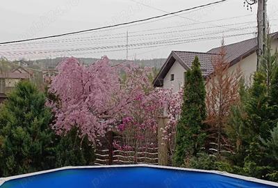 Vila Barnova, Bucium, Sauna, Piscina - 1