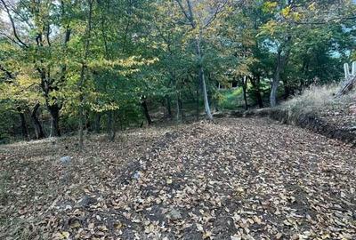 Teren în Viforâta - 6