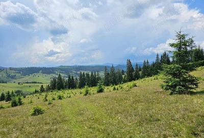 Proprietate de vanzare 92.554.mp ( 9.25 ha) in Bucovina zona Breaza - 4