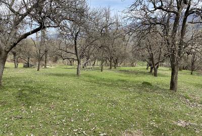 Teren de 22000 mp, în Corbi - 5