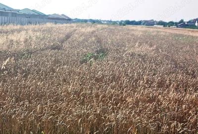 Teren de 5000 mp, în Vârteju - 1