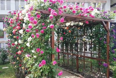 Proprietar, parter la casa cu etaj, Mogosesti - Iasi, 10 km Proprietar, parter la casa cu etaj, Mogosesti - Iasi, 10 km - 4