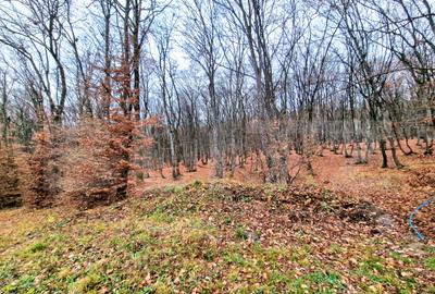 Teren intravilan, zona de case, langa liziera padurii, 500 m - 1
