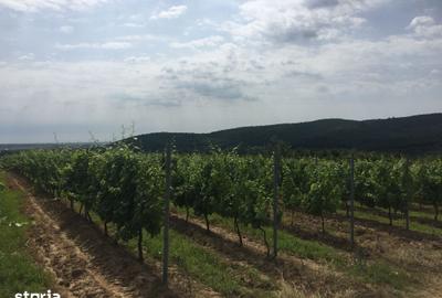 Teren de 650000 mp, în Zărnești - 1
