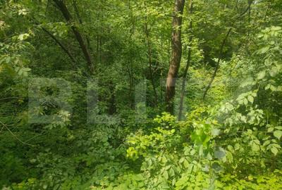 Teren intravilan, 5857 mp, Baltati, Horodnicu de Sus - 7