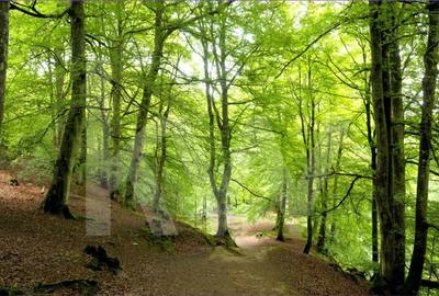 Oportunitate unica de investitie – Padure, catina si visuri verzi - 2