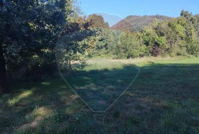 Teren 1,552mp Cicarlau - 4