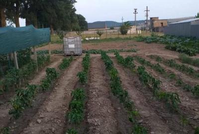 HORIA - 3 CAMERE ,SUPRAFATA 100 MP,TEREN 3000 MP CU DESCHIDE - 17