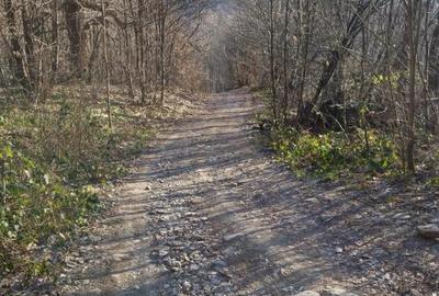 Dealul Florilor, casa 75 ari teren - 5