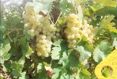 Spațiu comercial, în Vernești - 1