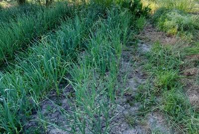 Casă cu 3 camere cu Teren 1550 Mp în Berceni - 6