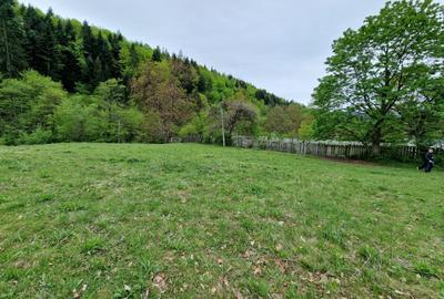 Teren intravilan 2936 mp. Bistrița jud Neamt - 2