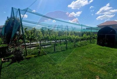 Investitie livada cu 116 pomi fructiferi in Comuna Livada - 6