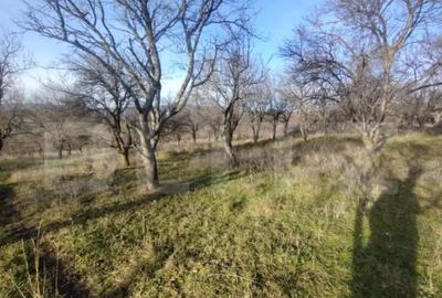 Teren de 15000 mp, în Central - 3