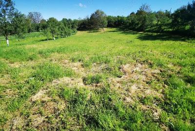 De vanzare casa in Buzad- 709 De vanzare casa in Buzad- 709 - 14