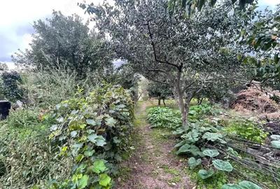 Casă cu 4 camere cu Teren 2368 Mp în Calea București - 7