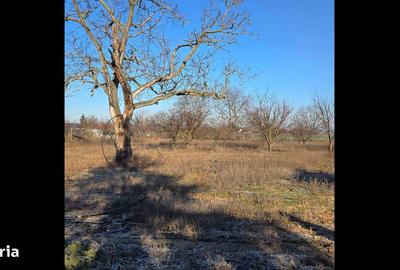 Casă cu 3 camere cu Teren 4041 Mp în Roșiori - 4