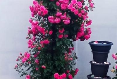 Casa pe parter, curte matura, complex linistit – Clinceni ! - 31