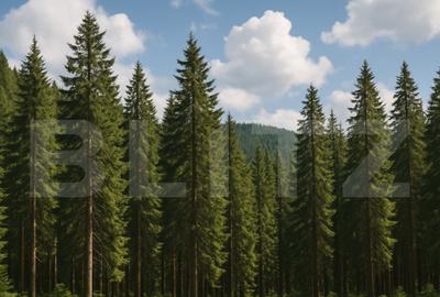 Teren extravilande de vanzare, padure, 10.000 mp, in Vatra - 1