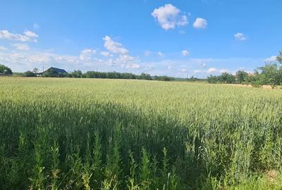 Casă cu 6 camere în Craiva - 6