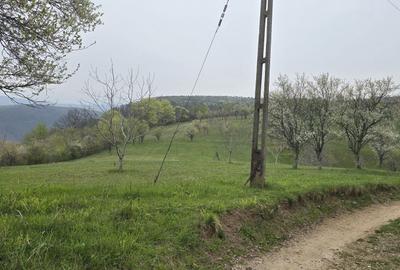 Teren de 10500 mp, în Dumbrăvița - 7