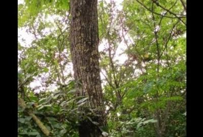 Poeni, Teleorman proprietar vând teren si casa renovabila - 7