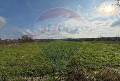 Teren 7094 mp Buftea pozitie excelenta vizavi de parc, acces asfaltat - 4