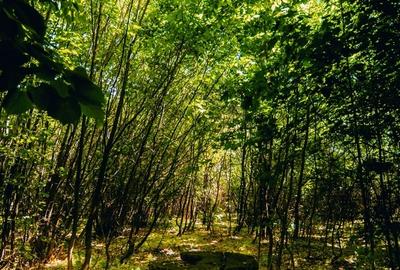 Crevedia, Dambovita - 2